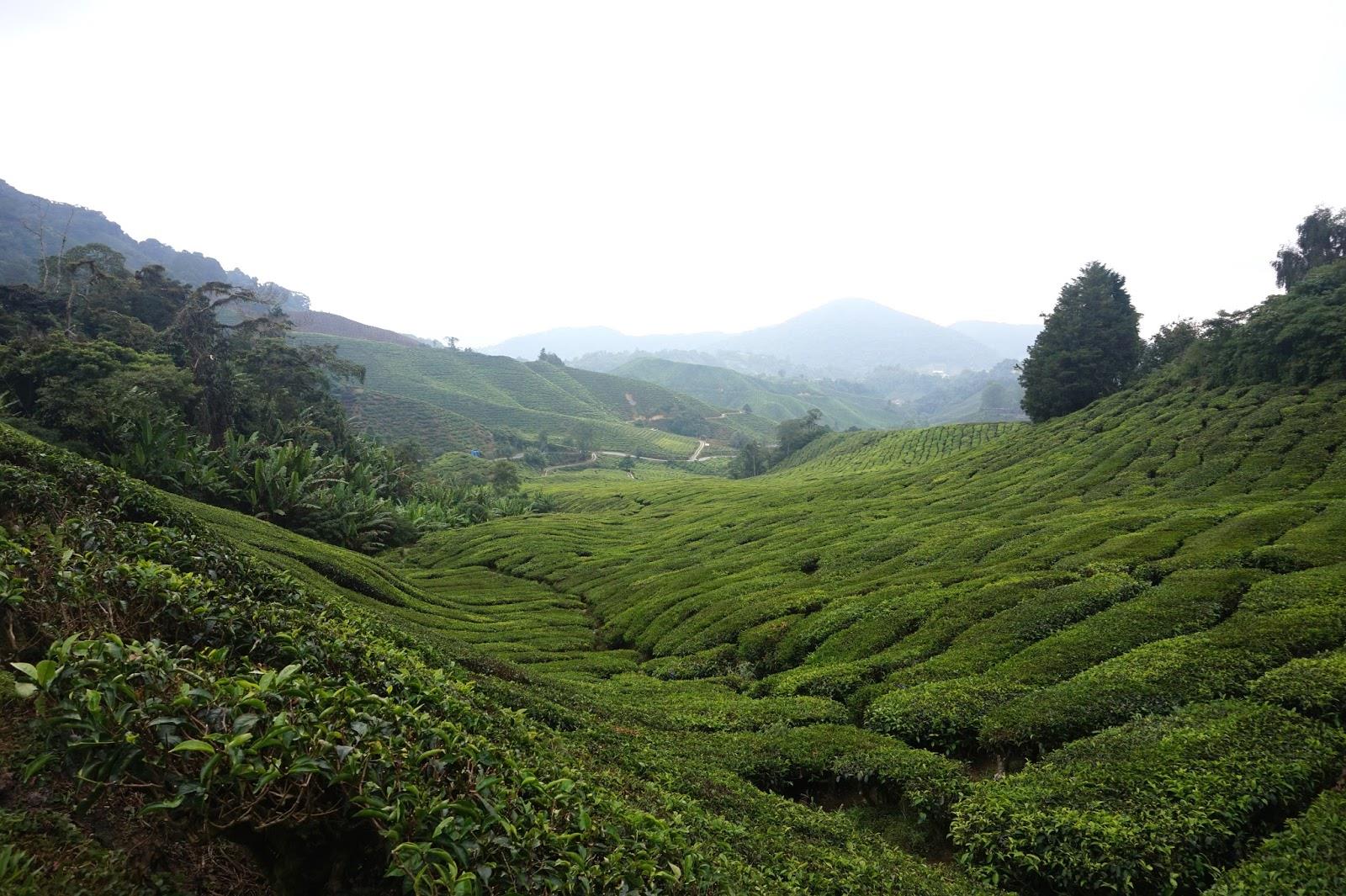 Cameron Highlands Tea Garden