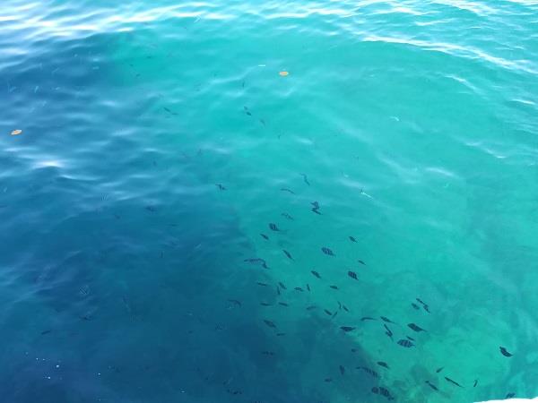 Fishes swimming in the sea